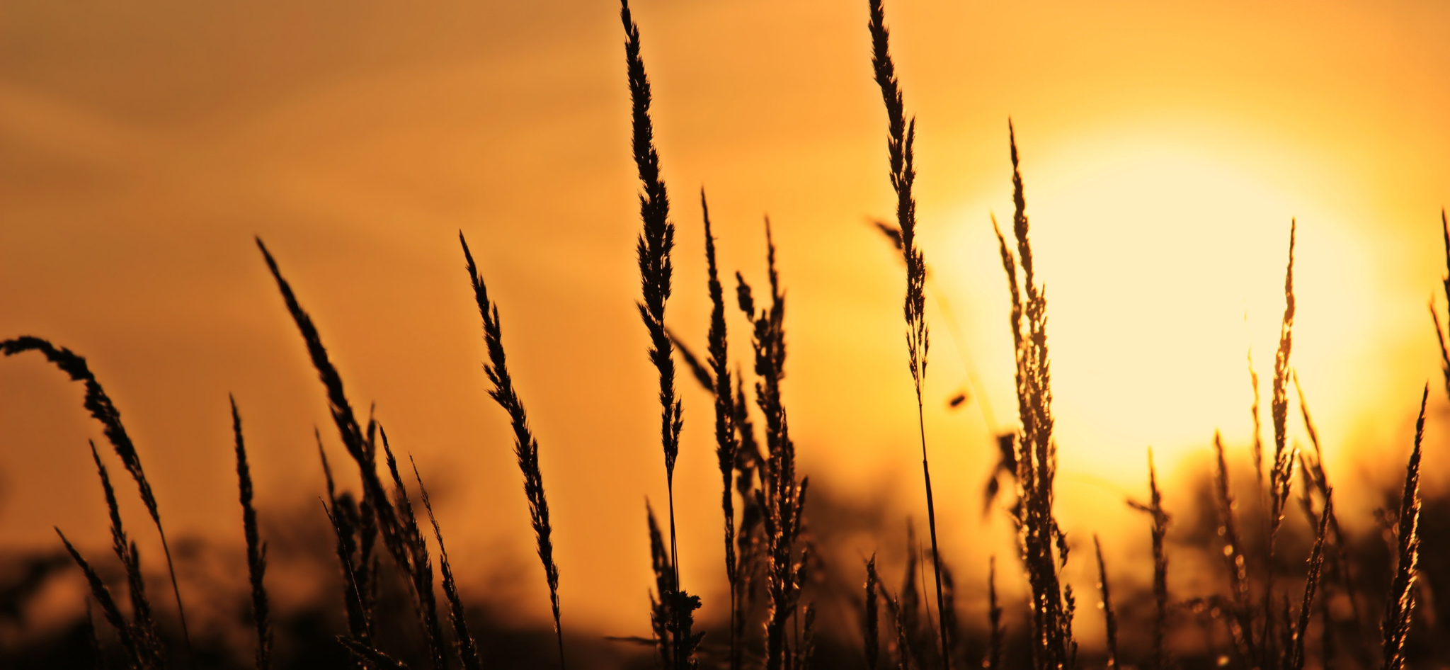 ekonomiansvarig-till-tjorn-image