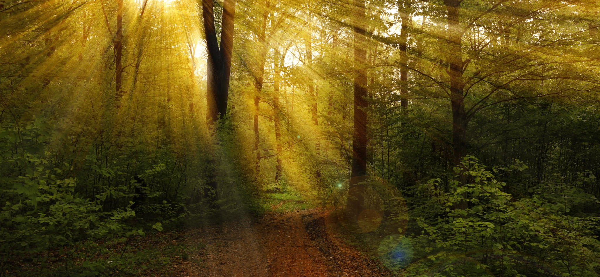 system-och-produktionsansvarig-till-skogsforvaltningen-image