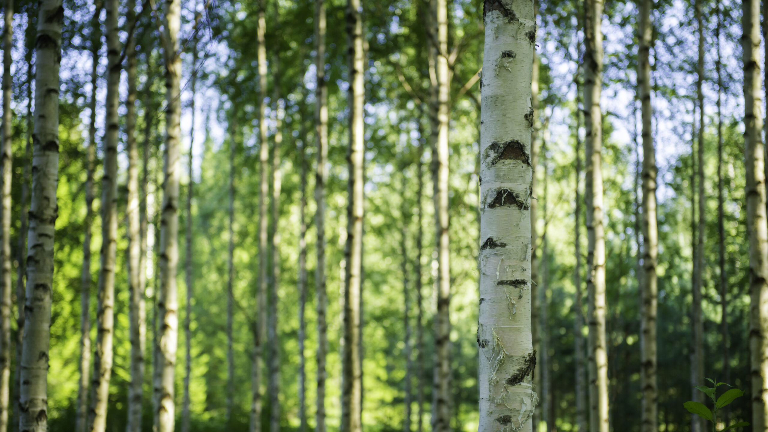 kundekonom-till-skogssallskapet-image